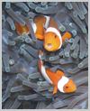 Clownfish - Click to ENLARGE