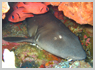 Nurse Shark - Click to ENLARGE