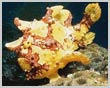 Clown Frogfish - Klik menjadi BESAR